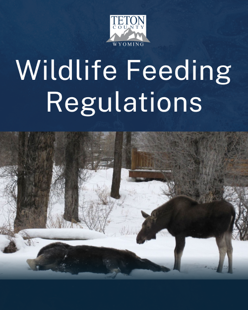 Engage Page - Wildlife Feeding - 1080x1350
