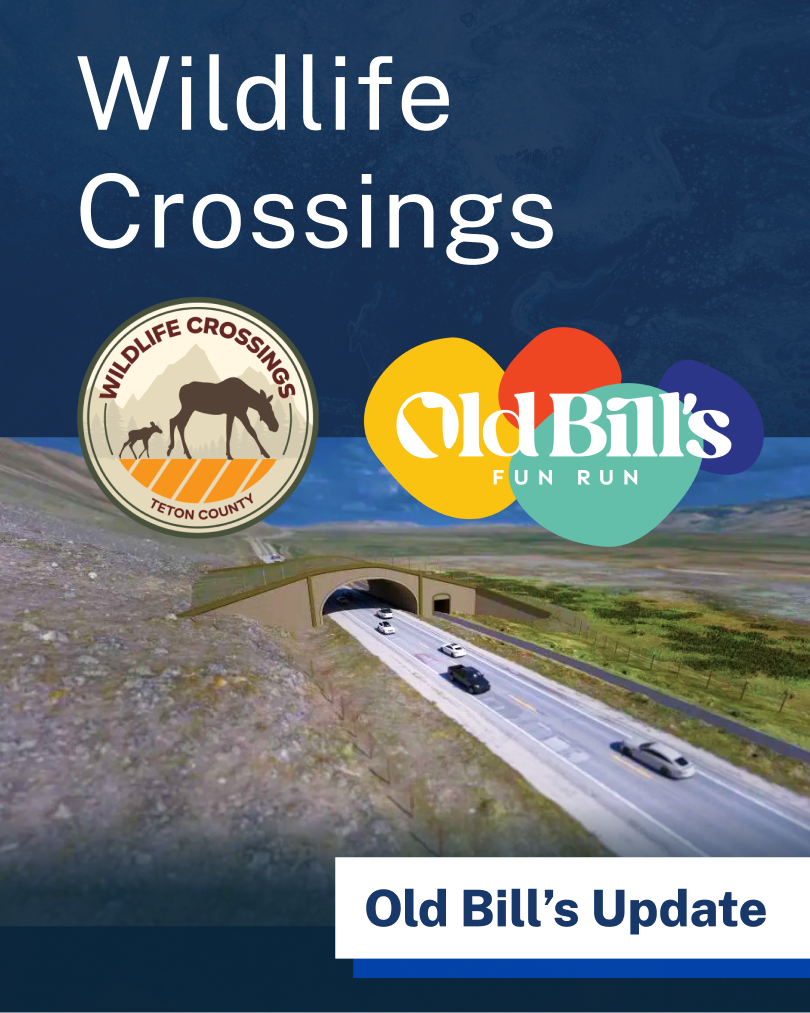 Engage Page - Wildlife Crossings - old bills  - 1080x1350